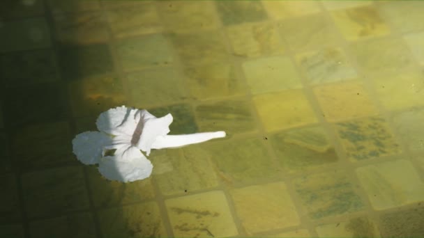 Weiße Hibiskusblüte schwimmt auf dunstigem Wasser — Stockvideo