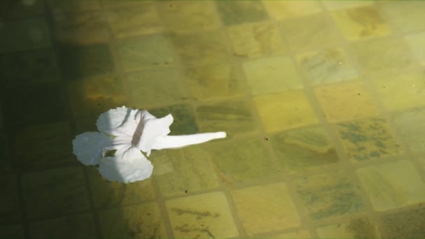 White Hibiscus Flower Floating on Hazy Water — Stock Video