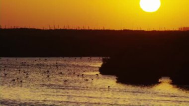 Günbatımı Silhouetes flamingolar ve doğanın büyüleyici bir görünüm oluşturur