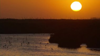 Güneş parlıyor Flamingo siluetleri Dubai'de bir rezerv park üzerinde yüzlerce aracılığıyla