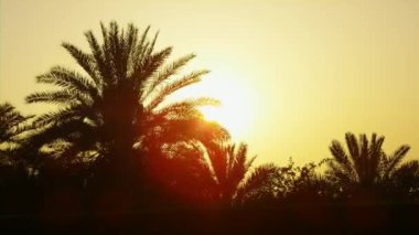 Gün batımı ve palmiye ağaçlarının Silhouettes parlayan.