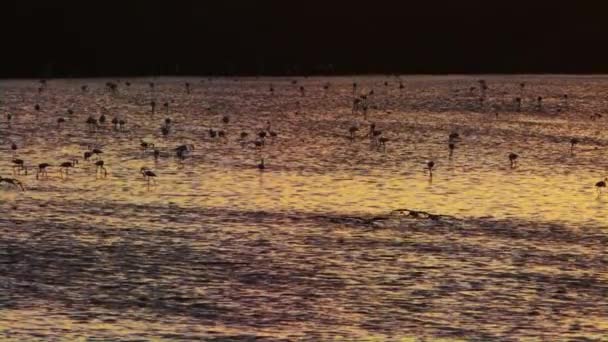 Hundert Silhouetten von Flamingos im Naturpark in Dubai bei Sonnenuntergang — Stockvideo