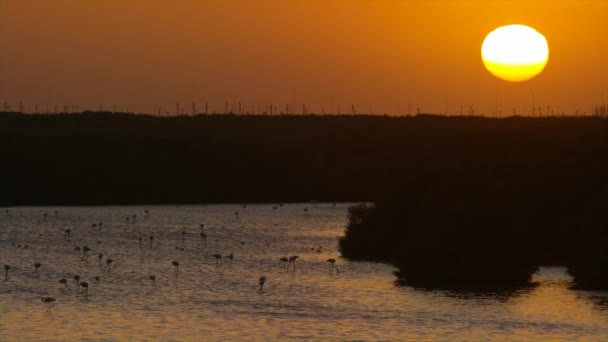 Vid solnedgången på ett naturreservat i Dubai med den solen skiner på bakgrunden — Stockvideo