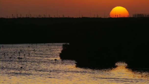 Панорамный вид на закат солнца за горным хребтом и отдых фламинго — стоковое видео