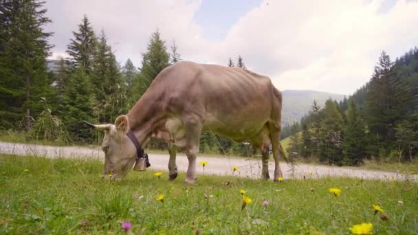 Certyfikat Autentyczności Dzwonami Jedzenia Trawy Polu Obok Drogi Panoramy Gór — Wideo stockowe