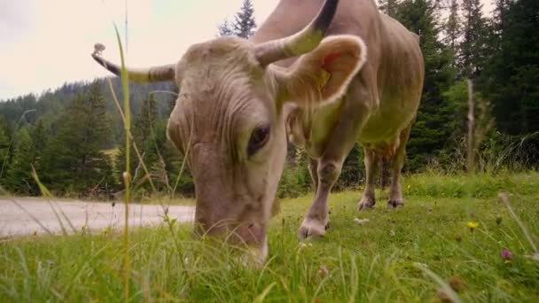 山の風景を垣間見ることで道路側の草を食べて茶色の牛のショットを閉じる — ストック動画