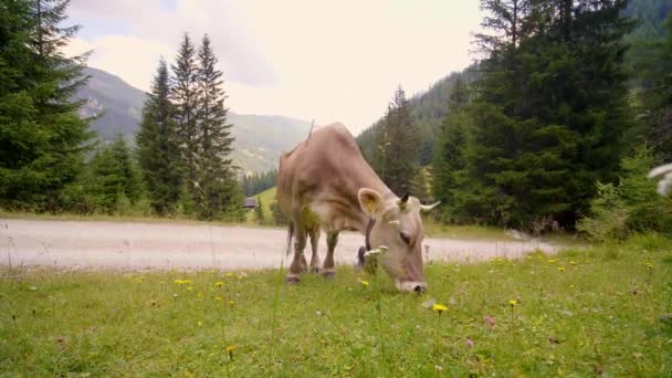 Brązowe Krowy Jedzenia Trawy Poboczu Malowniczy Widok Drzew Gór Tle — Wideo stockowe