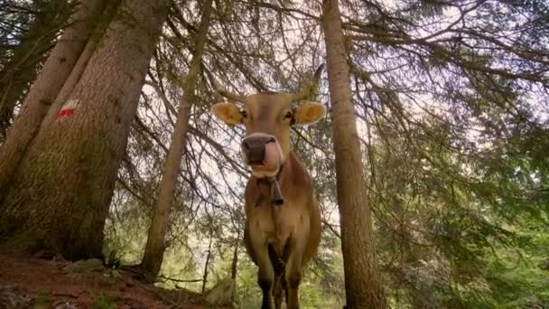 Uma Vaca Marrom Comendo Pacificamente Floresta Início Manhã — Vídeo de Stock