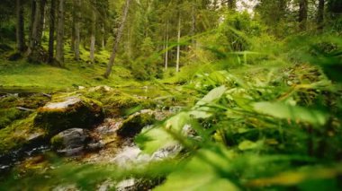 Yakın çekim çekim aşağı rocky Nehri'nde ve orman manzaralı açık bir akan bir dere.