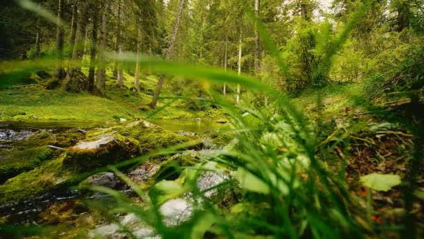 Utsikt Över Skogen Från Andra Sidan Strömmande Skogslandskapet Bakom Gräset — Stockvideo