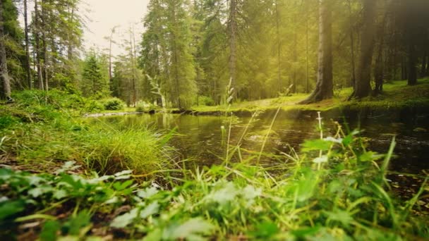 Widok Krajobrazu Lasu Austrii Cudownym Strumieniem Sunrays Rozpromieniony Przez Drzewa — Wideo stockowe