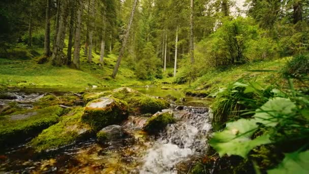 Stream Skogen Flyter Längs Stenarna Tidigt Morgonen — Stockvideo