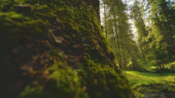 Pohled Přírody Uvnitř Lesa Proudem Rychle Protéká Jeho Koryta Slunečné — Stock video