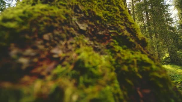 Uma Vista Vermes Paisagem Floresta Com Vislumbre Luz Sol Dias — Vídeo de Stock