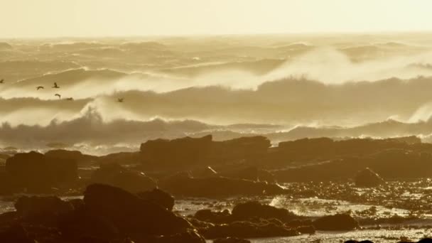 Grandes Olas Oceánicas Rompen Una Costa Rocosa Mientras Una Bandada — Vídeos de Stock