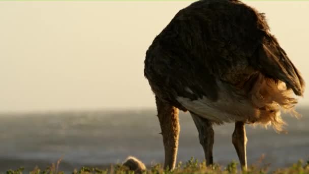 Uno Struzzo Impegnato Cercare Cibo Sulla Costa Sudafricana — Video Stock