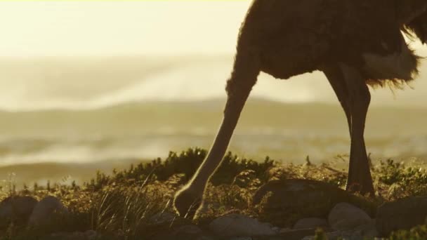 Στρουθοκάμηλος Ψάχνοντας Για Τροφή Από Την Ακτή Ένα Σαφές Απόγευμα — Αρχείο Βίντεο