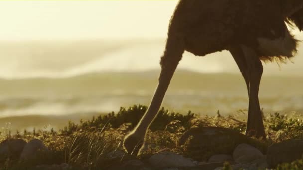 Uno Struzzo Cerca Cibo Lungo Costa Pomeriggio Limpido — Video Stock