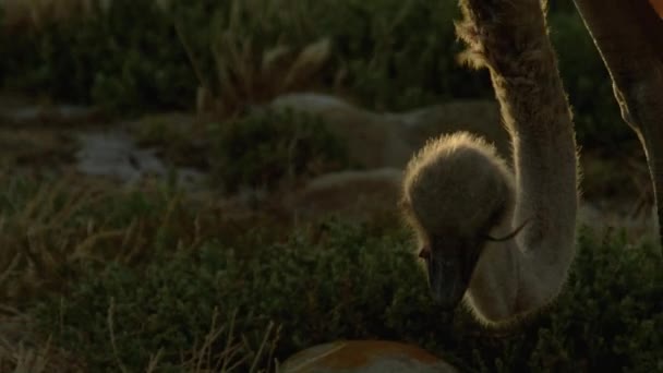 Close Shot Ostrich Eating Worm Afternoon — Stock Video