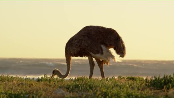 Plan Une Autruche Relaxant Sur Terrain Afrique Sud Pendant Après — Video