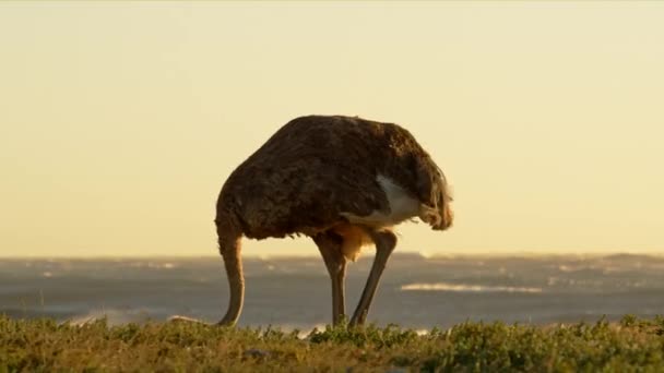 Een Struisvogel Zoek Naar Voedsel Zijn Natuurlijke Habitat Een Zomermiddag — Stockvideo