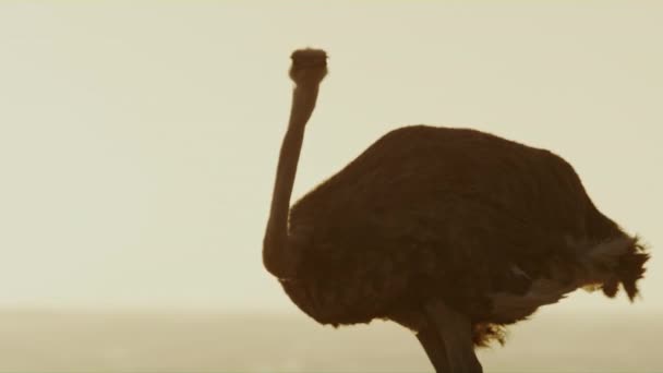 一只鸵鸟正在沿着海岸线挖掘食物 风吹着 海浪在背景中被看到 — 图库视频影像