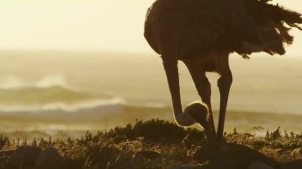 Een Struisvogel Zijn Natuurlijke Habitat Smeden Voedsel Langs Kust Van — Stockvideo