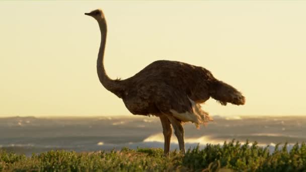 Avestruz Relaxando Nas Planícies África Sul Durante Tarde — Vídeo de Stock