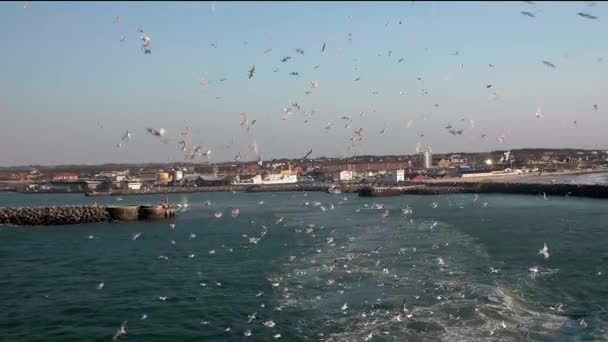 Ένα Στιγμιότυπο Των Γλάρων Από Ένα Πλοίο Που Πλέουν Μακριά — Αρχείο Βίντεο