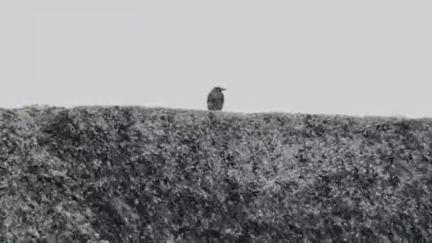 Cuervo Negro Pie Una Colina Mientras Cae Nieve — Vídeo de stock