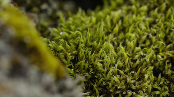 Single Área Video Focus of Grass and Moss, Islandia — Vídeo de stock