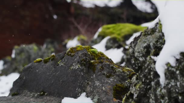 Közeli kép: a Rock, moha és a hó. — Stock videók