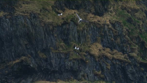 Gaviotas volando y descansando en el lado de la montaña, playa negra — Vídeo de stock