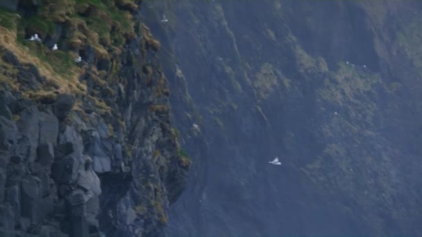 Eine Möwe fliegt und der Berghang im Hintergrund. — Stockvideo