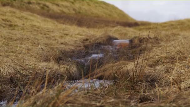 芝生のフィールドに沿って実行している水を飛び越える起動観光 — ストック動画