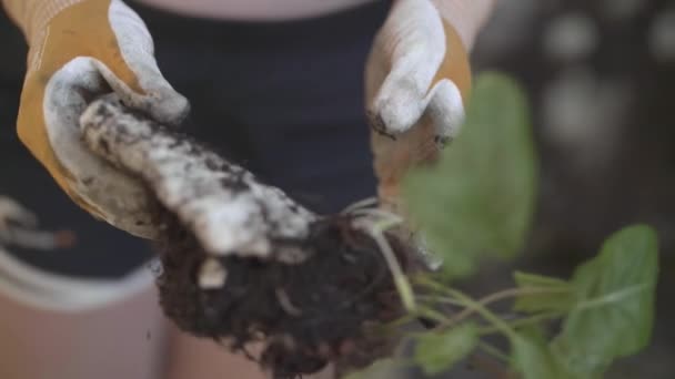 Bir Ayak Üstünde Bir Styrofoam Yaşayan Bir Bitki Bazen Hayatta — Stok video