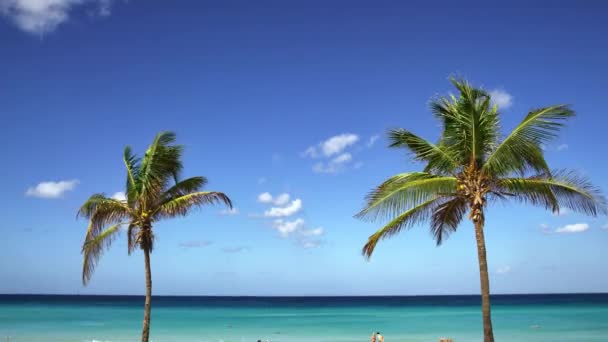 游客们在海滩上游泳 椰子树不停地晃动 — 图库视频影像