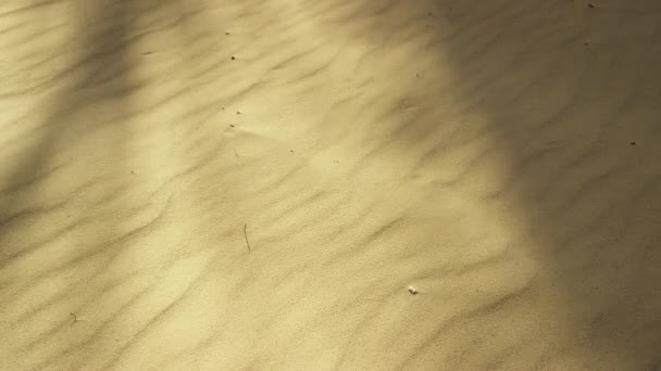 Фокусований Постріл Піску Перекинутий Тінями Кокосового Листя — стокове відео