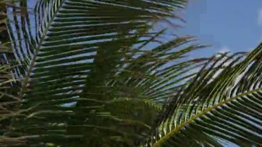 Hindistan cevizi yaprakları birbirleri ile yan yana sallanan kadeh Yakınlaştır.