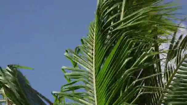 Zoom Angle Shot Fronds Wild Swaying Because Wind — Stock Video