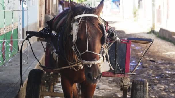 Ρηχά Dof Άλογο Που Δένεται Ένα Μεταλλικό Καλάθι Λαστιχένιες Ρόδες — Αρχείο Βίντεο