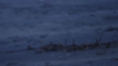 Sonra kar vurdu odak dışında ölü sopa üzerinde duruluyor