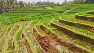 Pirinç paddies merdiven