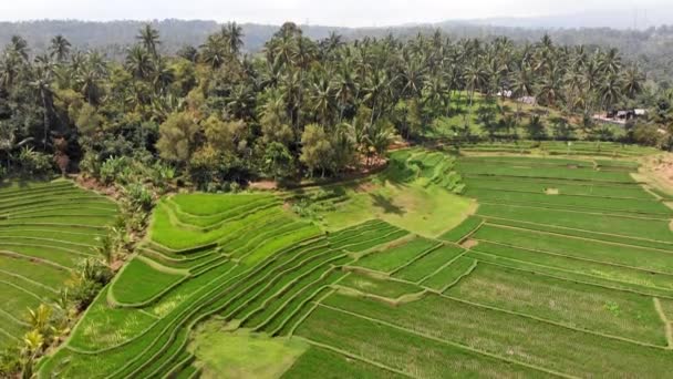 Groenlândia de Bali, Indonésia — Vídeo de Stock