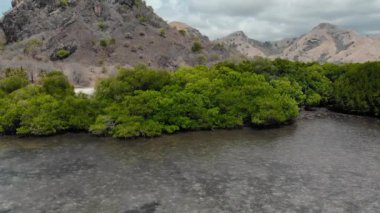 Bali beach mangroves