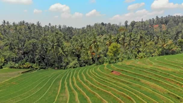Terrasses de riz paddy — Video