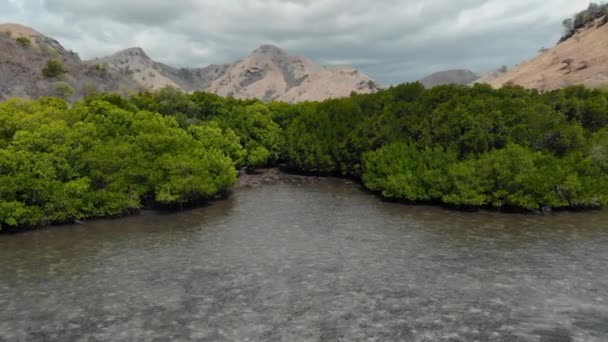 Bosque de manglares en Bali aérea — Vídeos de Stock