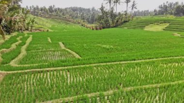 Yeşil renkli pirinç terasları