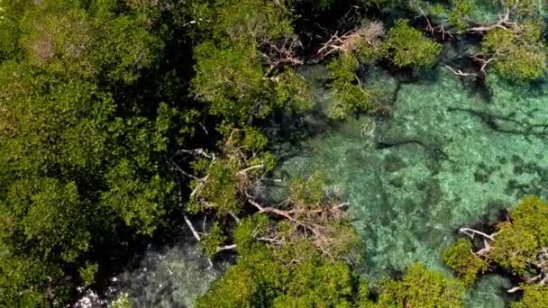 Mangroves behind huge rock formation — Stock Video