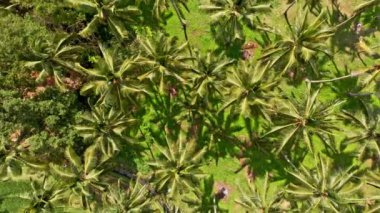 Bali, Endonezya pirinç terasları güneyinde hava